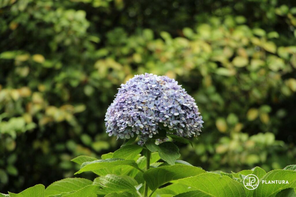 lila Hortensien-Blüte