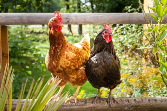 Hühner im Garten: 10 Profi-Tipps zur richtigen Haltung