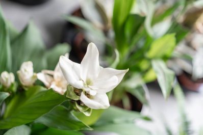 Kurkuma im Topf anbauen: 5 Tipps für die erfolgreiche Ernte