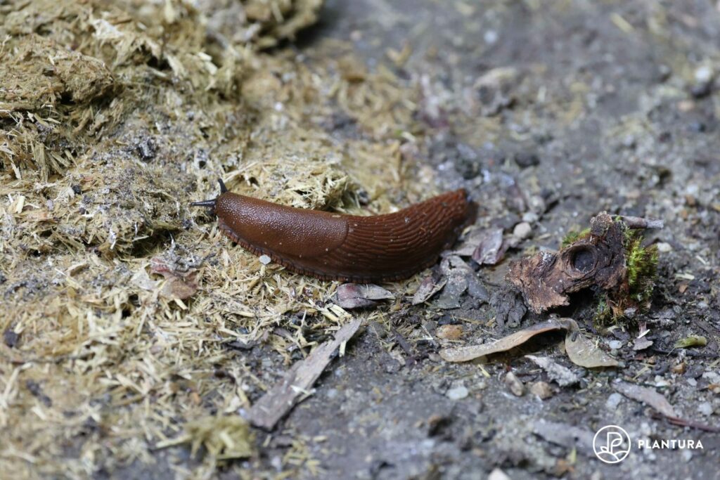 Nacktschnecke