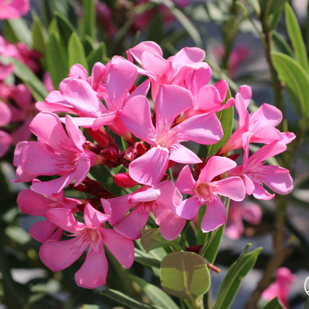 unterschied alpenrose rhododendron Alpenrose 'Roseum Elegans' - Rhododendron roseum Elegans