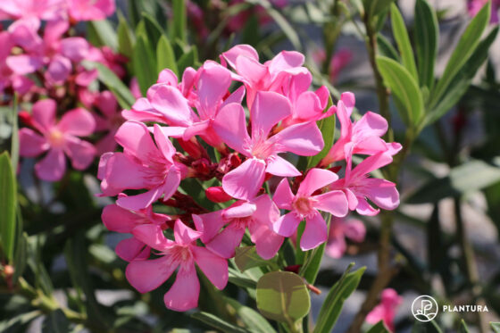 Oleander: Experten-Tipps zum Pflanzen, Schneiden, Überwintern & Co