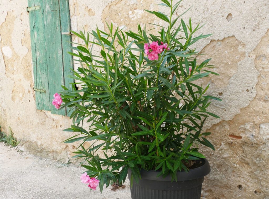 Oleander im Topf