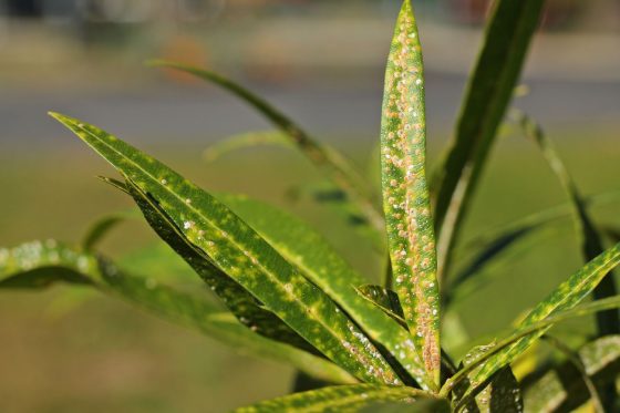 Oleander-Krankheiten: Symptome erkennen & behandeln