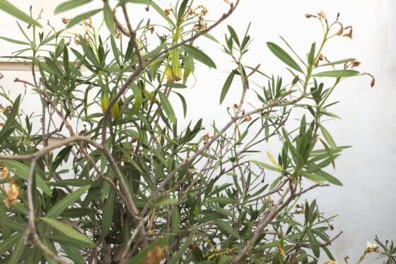 Oleander blüht nicht: Das kann man gegen fehlende Blüten tun