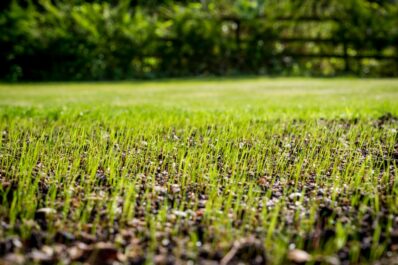 Rasen säen und düngen: Anleitung & Pflege-Tipps vom Experten