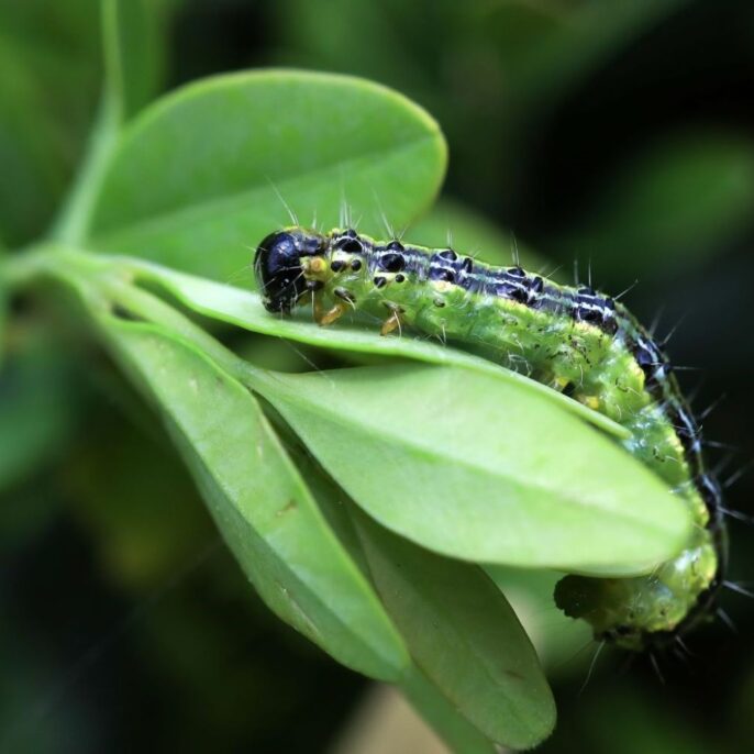 Buchsbaumzünsler erkennen: Anzeichen & Bilder