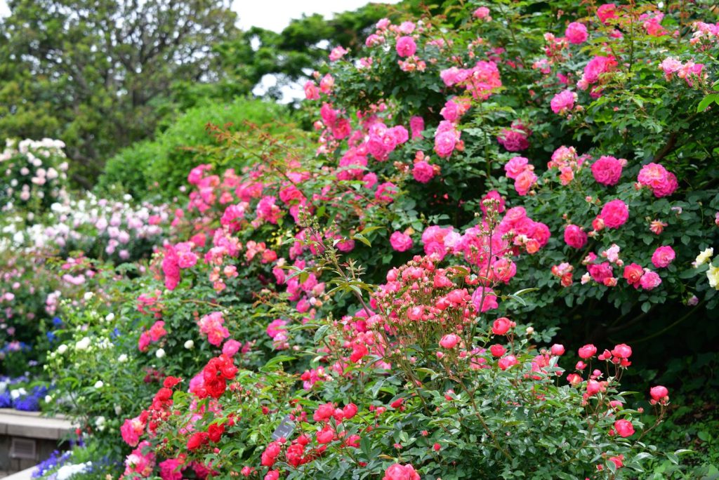 Rosengarten