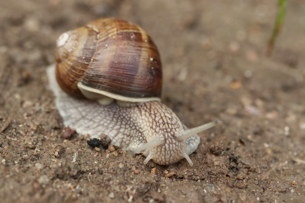Weinbergschnecke