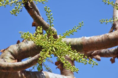 Weihrauch-Baum: Experten-Tipps zum Kaufen, Pflanzen & Pflegen