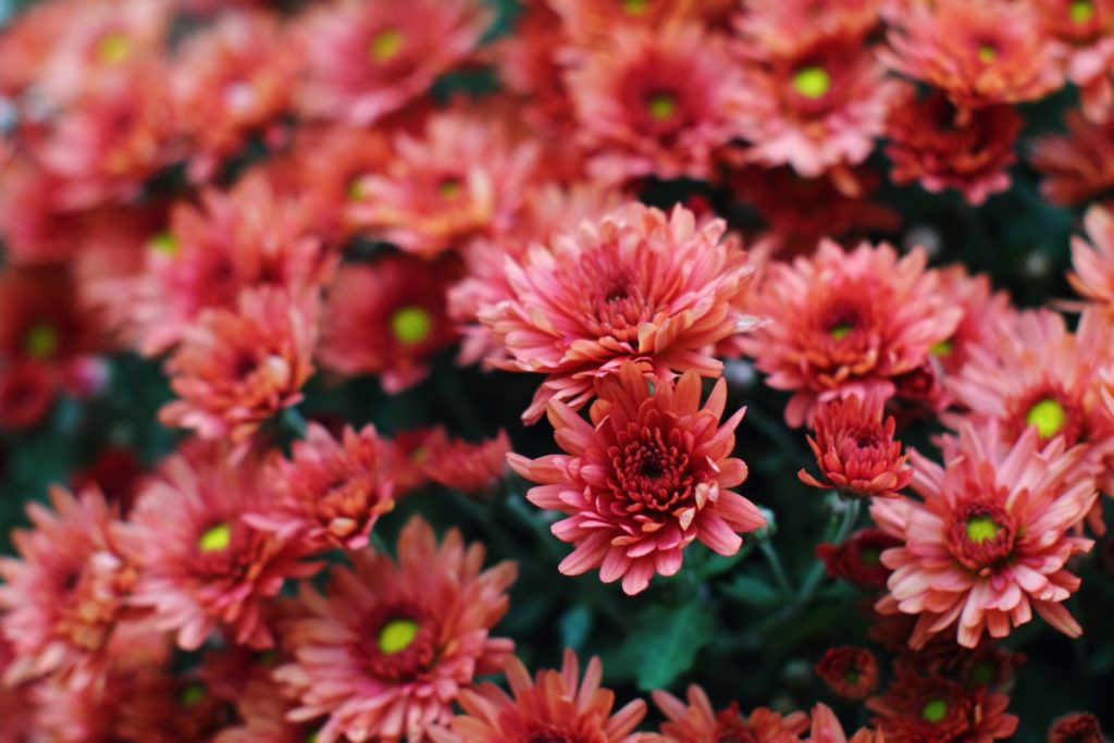 Aster