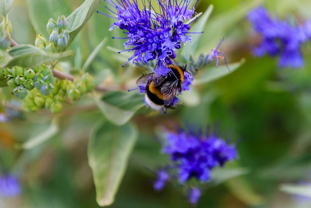 Biene auf blauer Bartblume