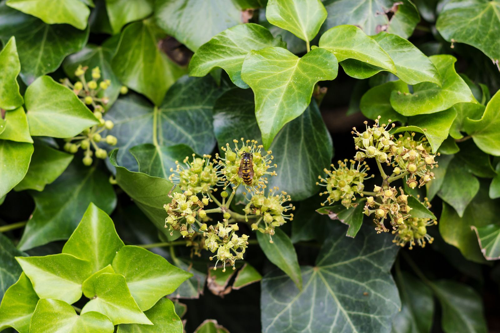 Bienenfreundliche Sträucher Top 15 Bienensträucher