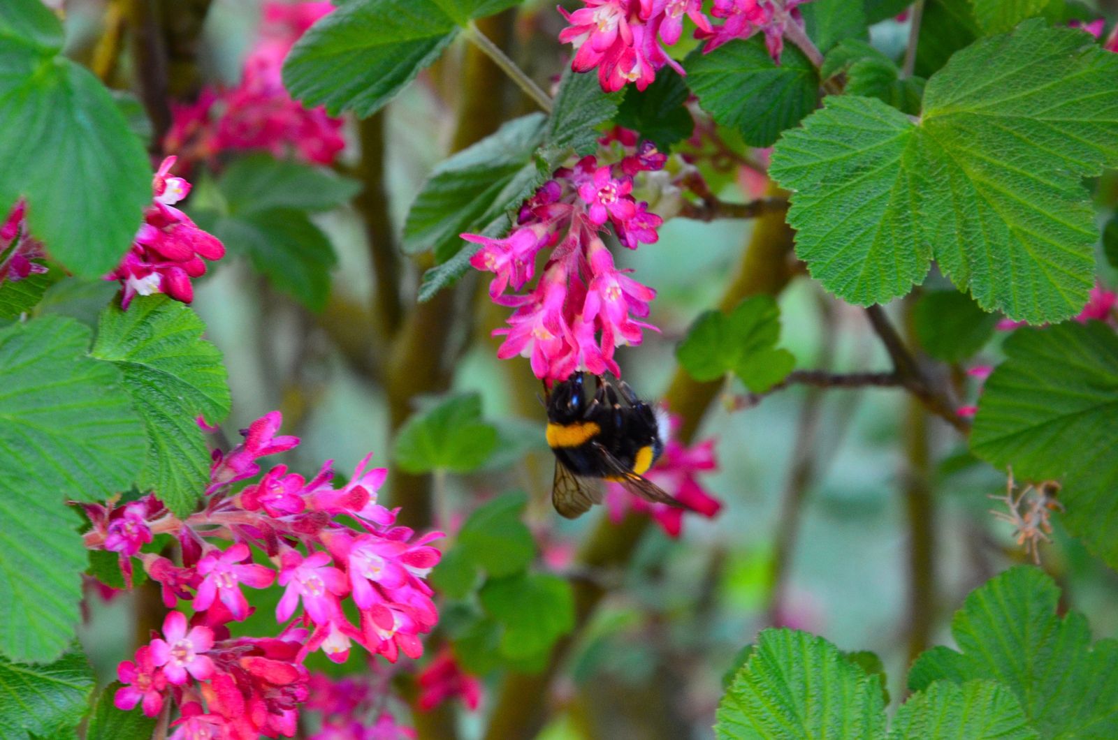 Bienenfreundliche Sträucher Top 15 Bienensträucher