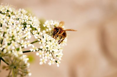 Bienenfreundliche Blumen: 15 Blumen, die die Brummer lieben werden