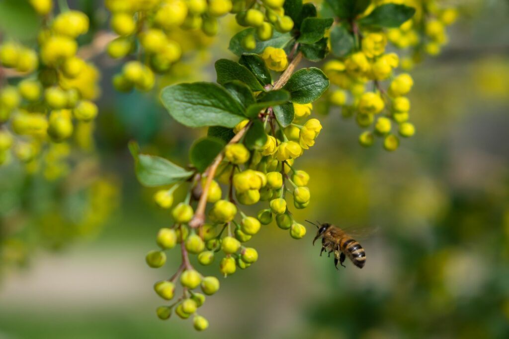 Biene bei gelber Berberitze