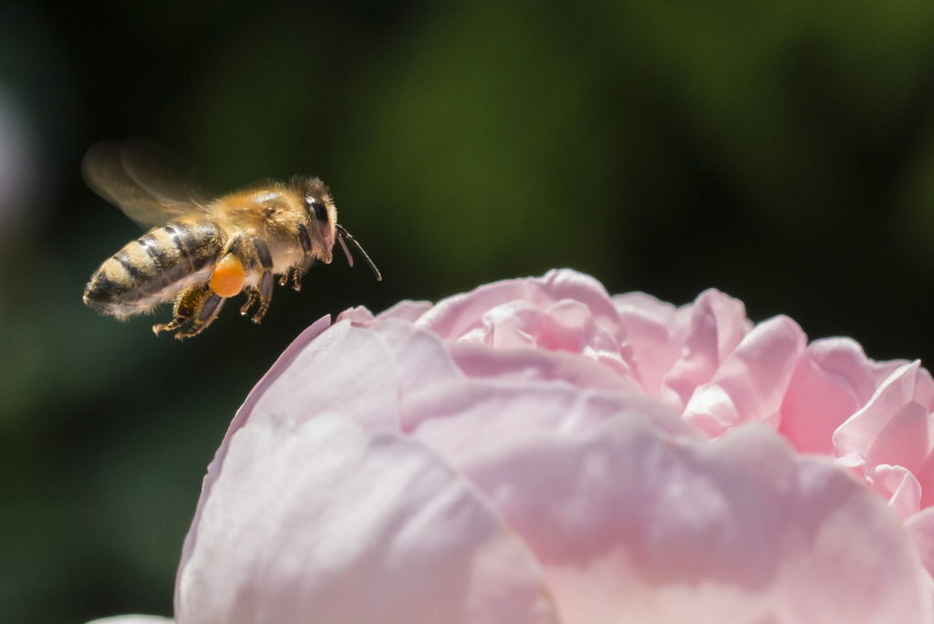Biene fliegt vor gefüllter Christrosen-lüte