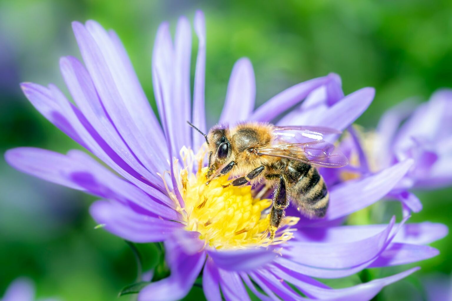 Bienenfreundliche Stauden Die schönsten Bienenstauden