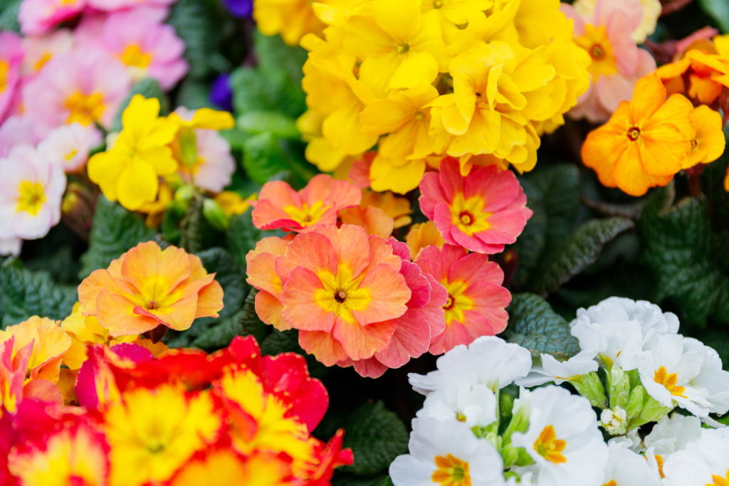 Viele bunte Primeln