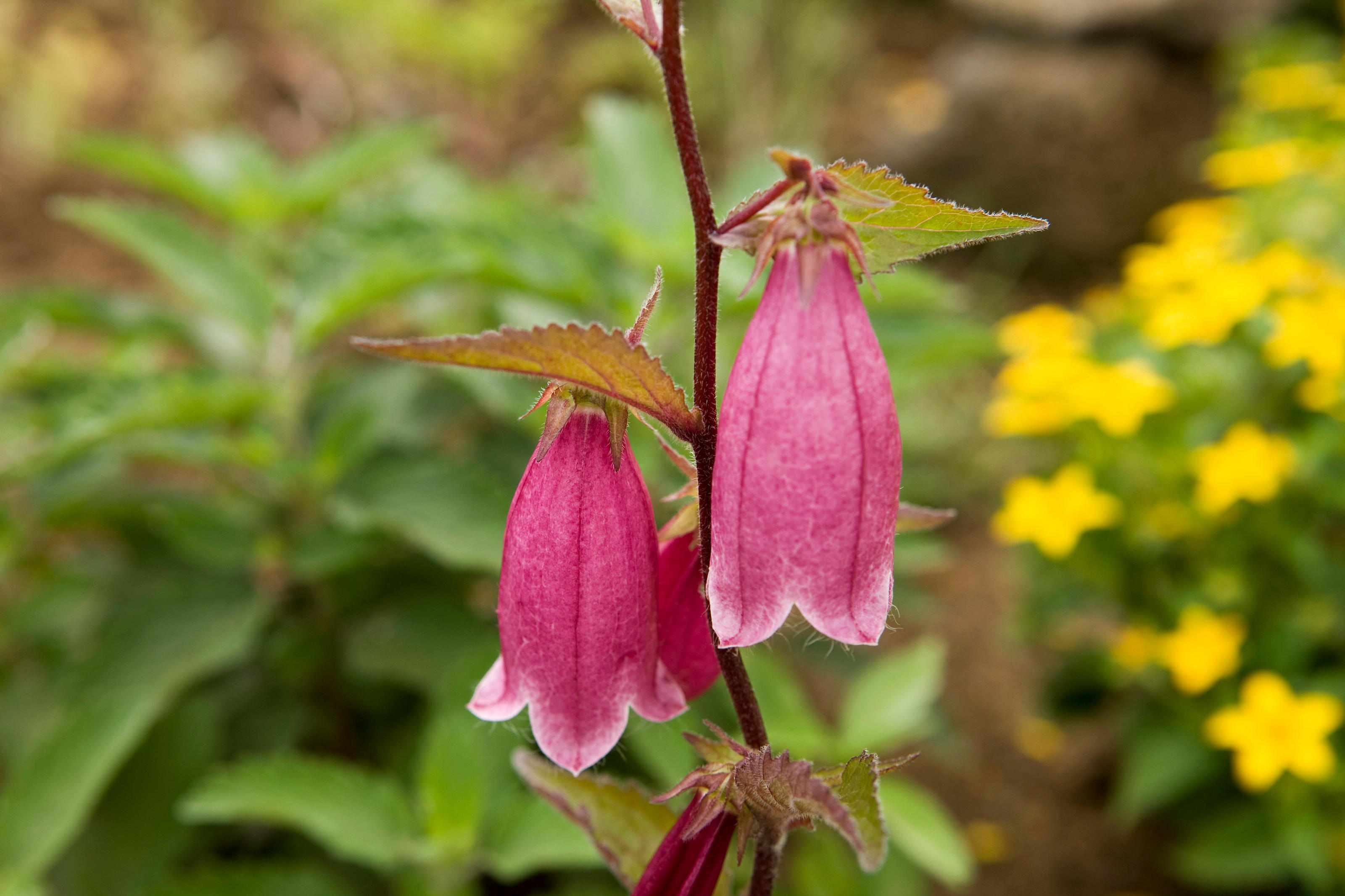 Glockenblumengewächse Die beliebtesten Arten im Überblick Plantura