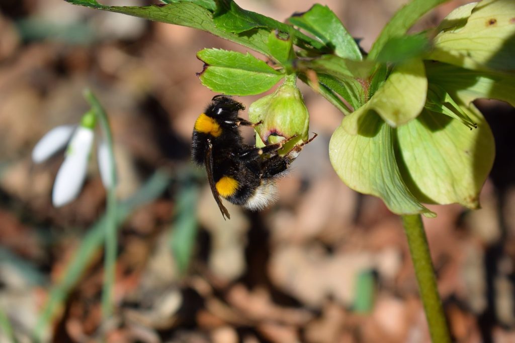 Christrose mit Hummel im Garten