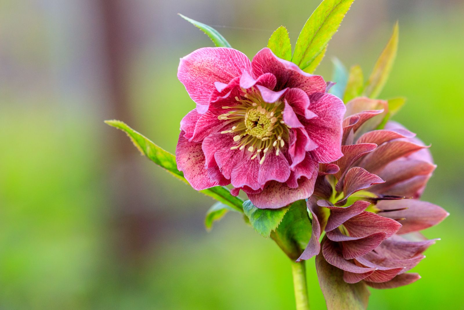 Giftige Christrosen: Sind die Blumen für Mensch & Tier ...