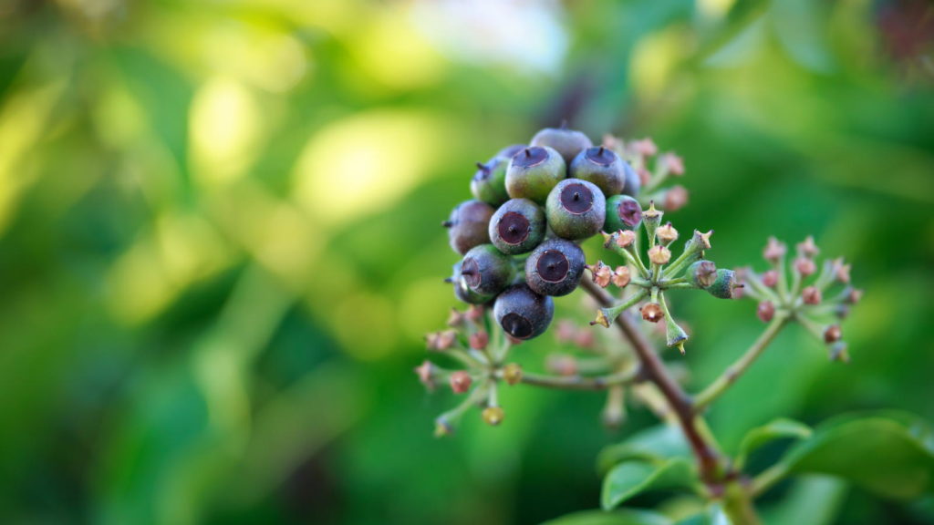 Beeren des Efeus