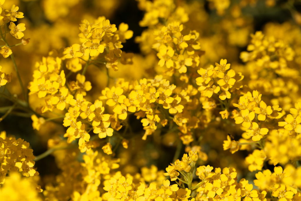 Felsen-Steinkraut mit gelben Blüten