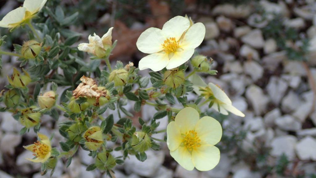 Fingerstrauch mit Blüten