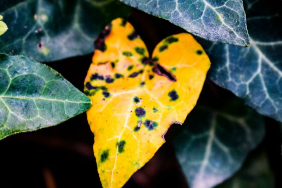 Gelbe Blätter beim Efeu: Ursachen & Behandlungsmöglichkeiten