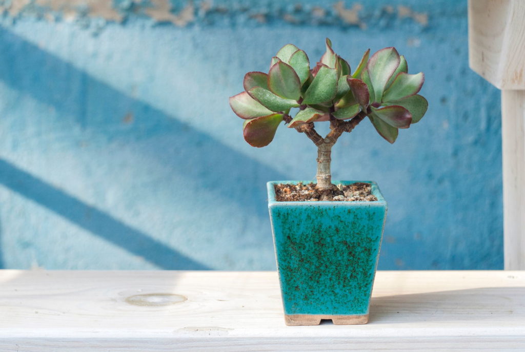 Geldbaum Bonsai klein in blauem Topf 