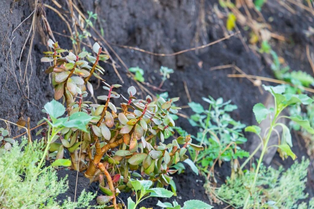 Geldbaum in freier Natur umgeben von Erde und anderen Pflanzen