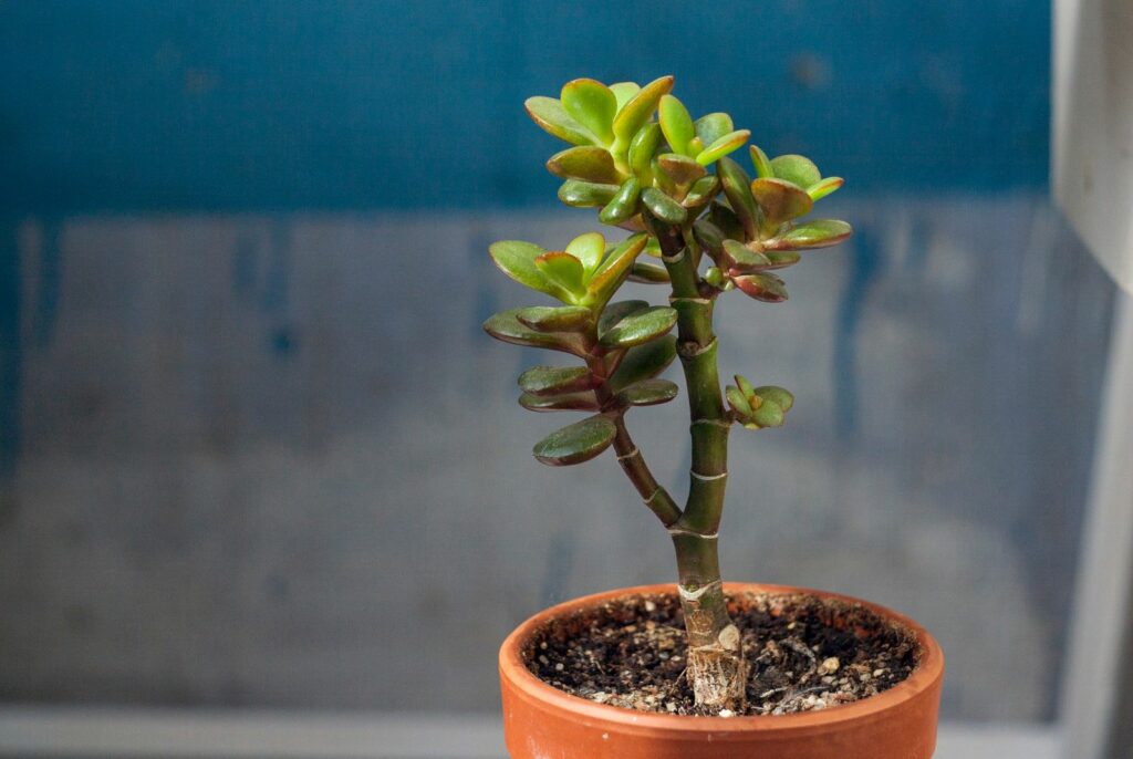 Geldbaum in braunem Topf mit blauem Hintergrund