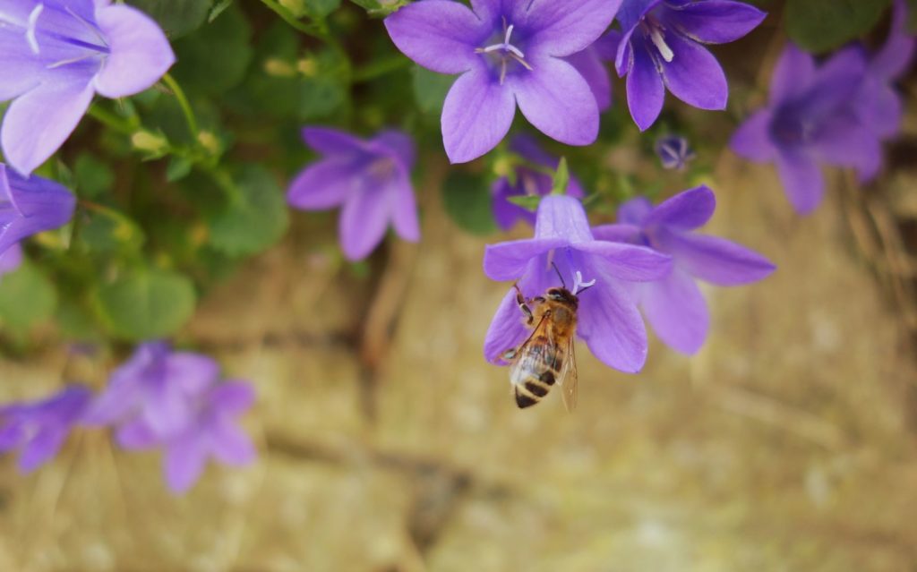Glockenblume