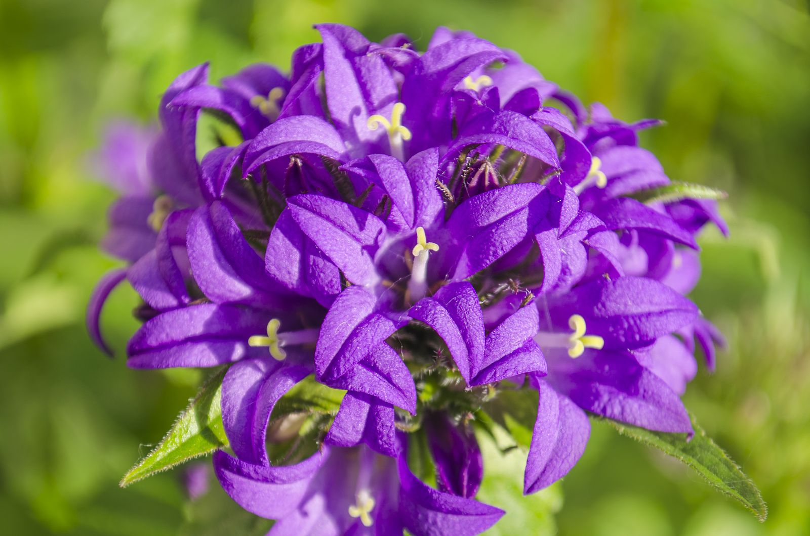 Winterharte GlockenblumenArten im Überblick Plantura