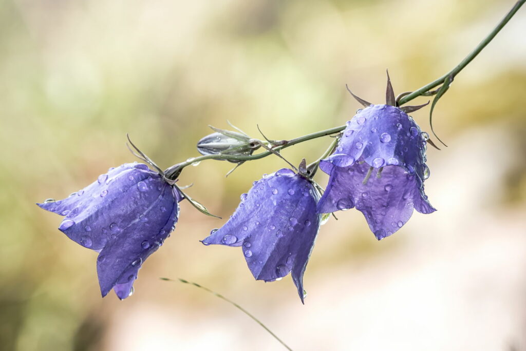 Glockenblume mit Tautropfen 