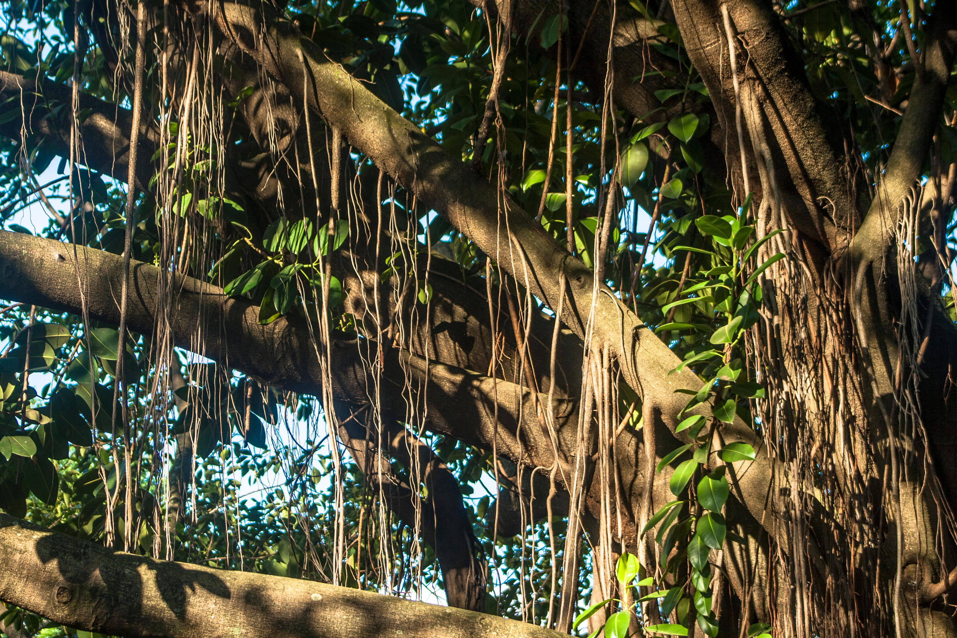 Каучук из фикуса. Фикусы из тропических лесов великаны с воздушными корнями. Мост из каучукового фикуса.