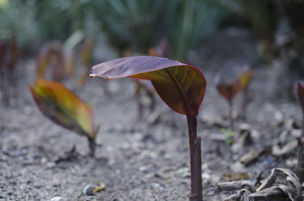 Gummibaum Vermehren Stecklinge Abmoosen Plantura