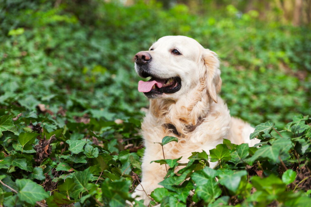 Hund spielt auf einer mit Efeu bewachsenen Stelle