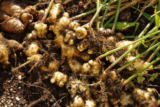 Ingwer ernten: Tipps zu Erntezeit & richtigem Vorgehen