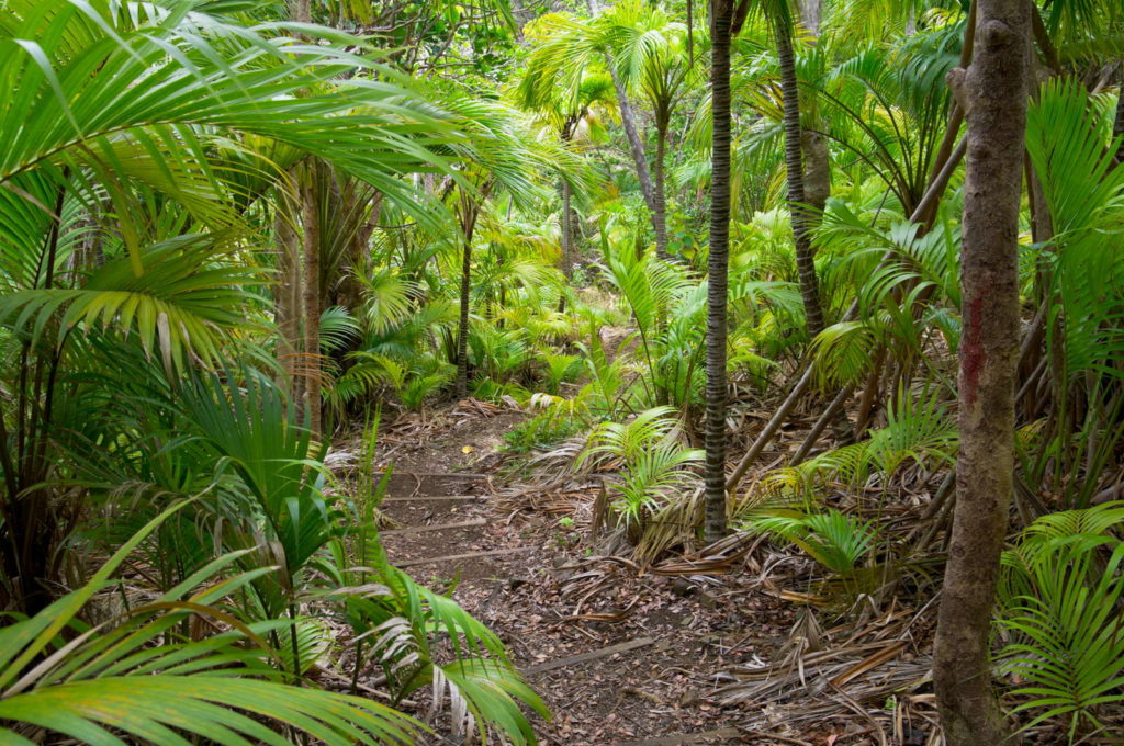 Kentiapalmen und andere Pflanzen im Regenwald