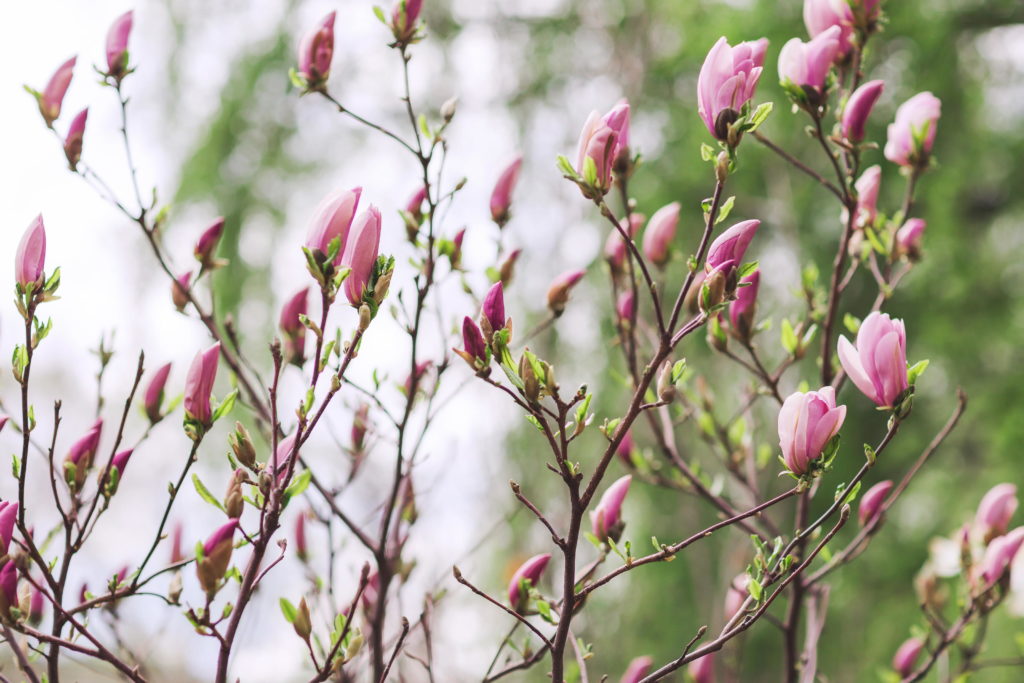 rosa Knospen Magnolie im Garten