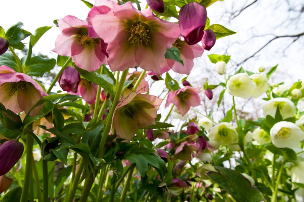 Lenzrose mit vielen Blüten