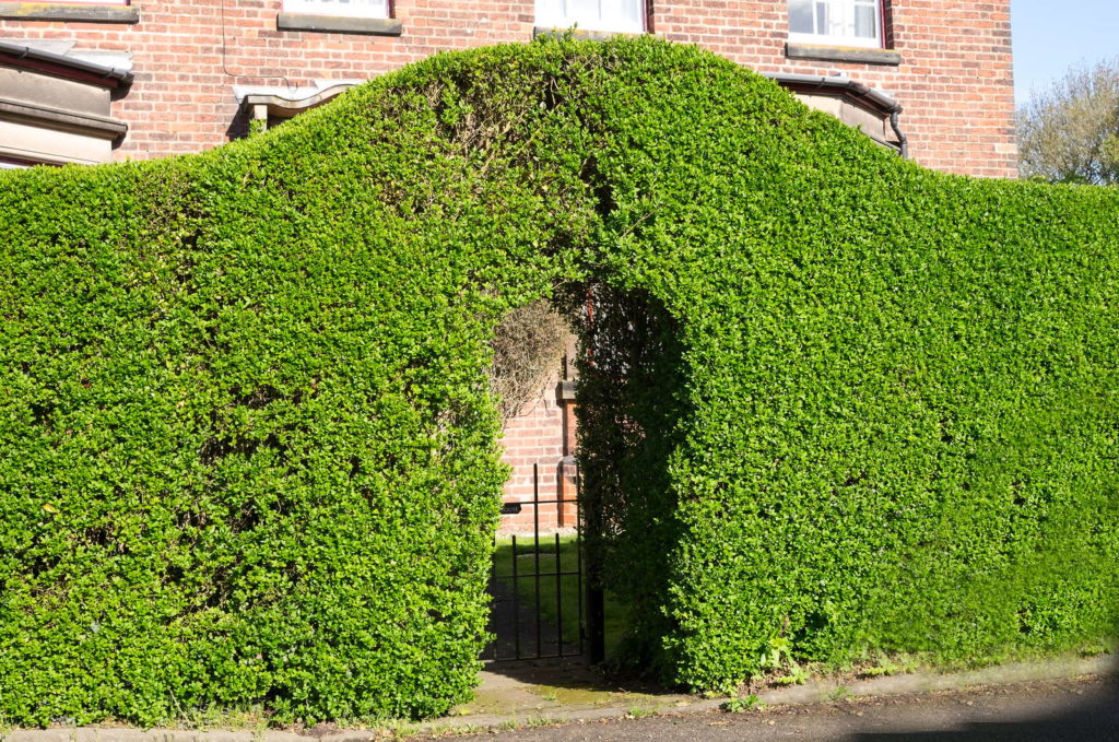 Ligusterhecke mit Eingang und Gartentor
