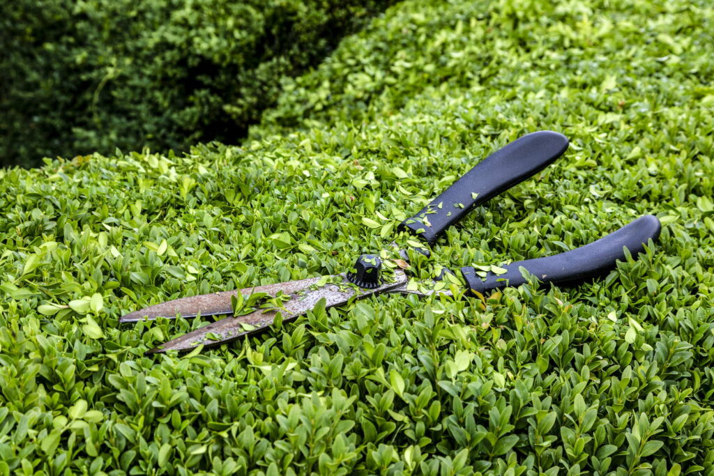 Geschnittene Ligusterhecke mit Schere