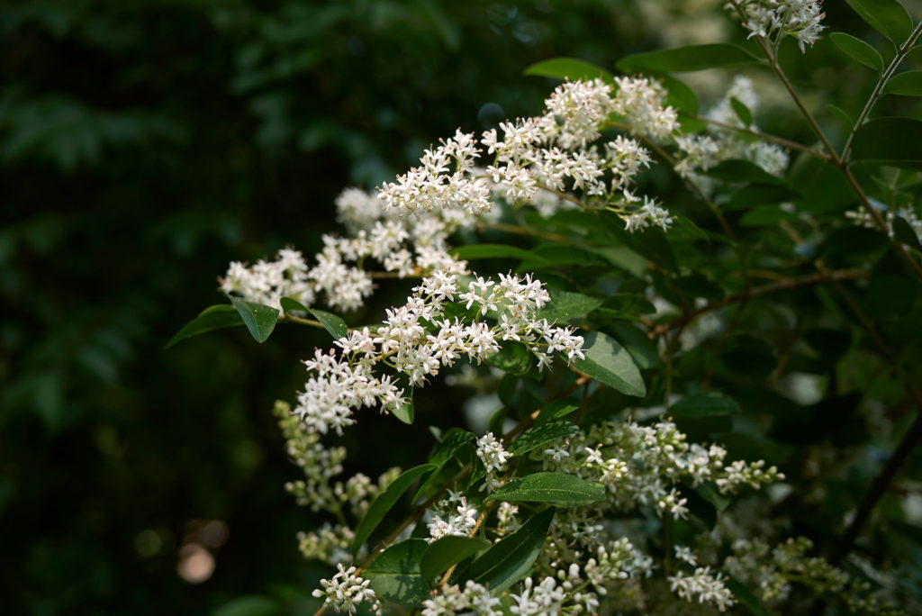 Ligusterstrauch mit weißen Blüten
