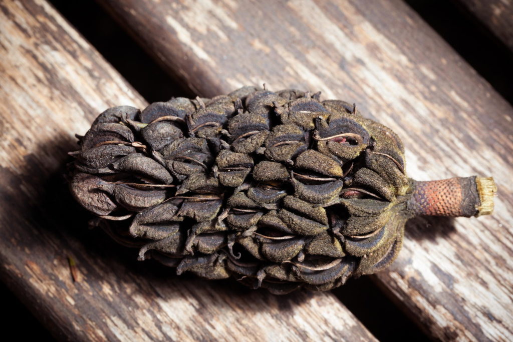 braune Samen von Magnolie auf Holz