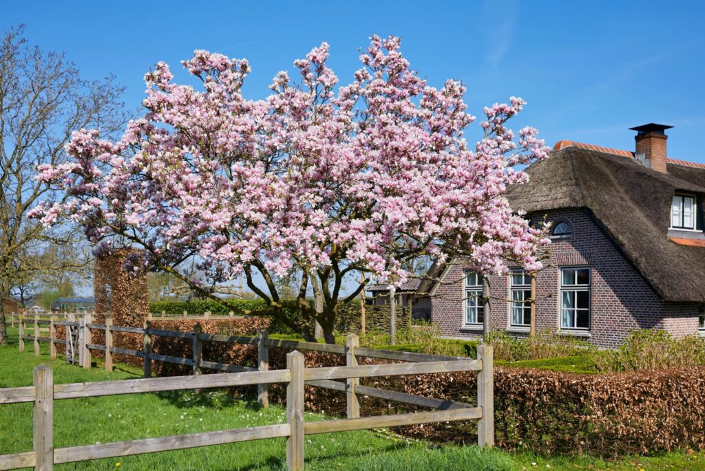 Magnolienbaum mit rosa Blüten in Garten