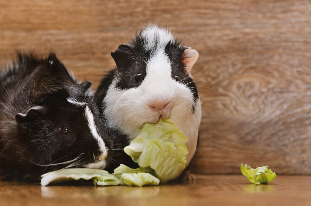 Zwei Meerschweinchen fressen Salatblätter