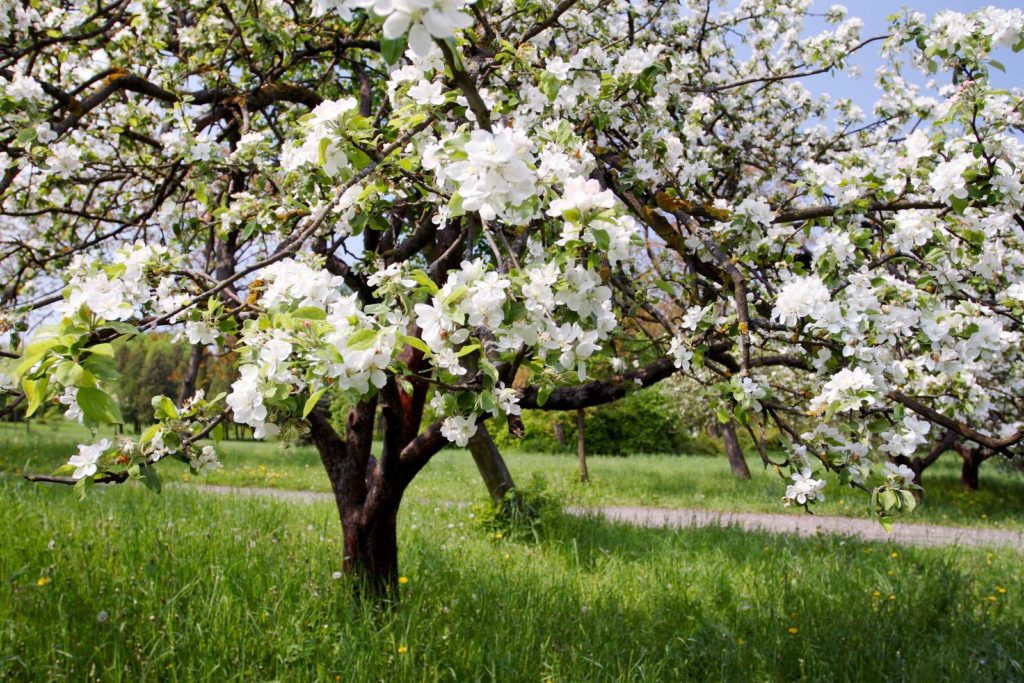 Obstbäume auf Wiese